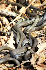 Tangle  snakes  wild