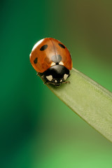 Fototapeta premium ladybird on green leaf
