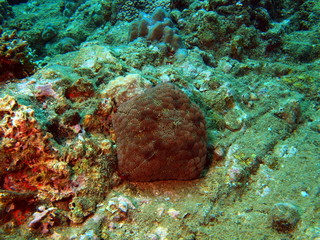 Starfishs of the South-Chinese sea
