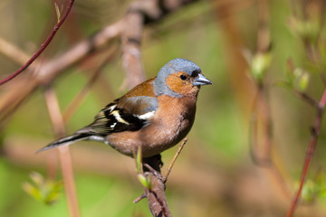 The chaffinch on a branch