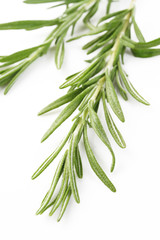 Fototapeta premium fresh rosemary on white background