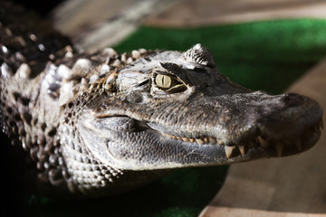 Crocodile