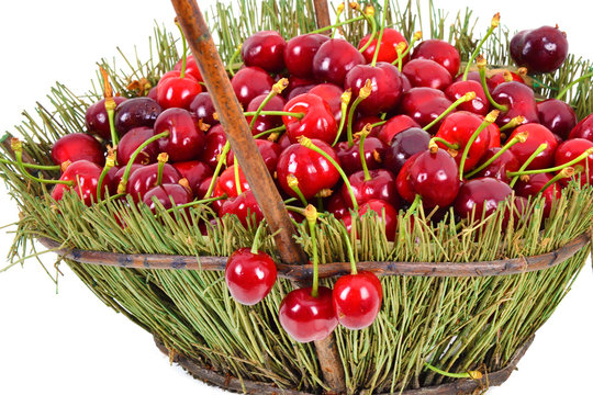 Panier de cerises Bigarreau (cerasum)