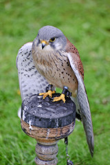 Male kestrel bird of prey raptor during falconry display