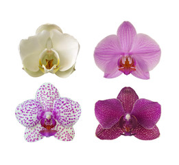 Collection of orchids