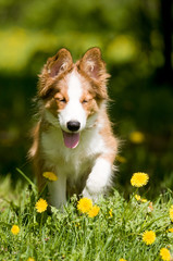 border collie puppy in flowers