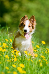 border collie puppy in flowers - 32439169