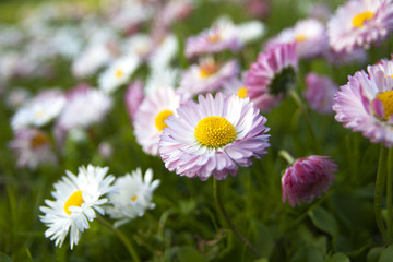 meadow of daisies