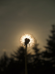 Fototapeta premium Dandelion