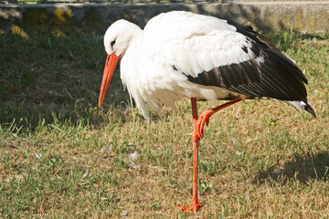 Cigogne sur une patte