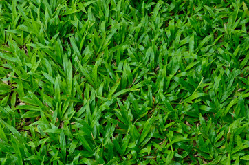 Obraz premium Fresh spring green grass