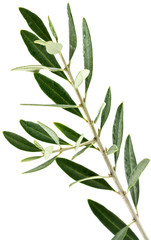 Fototapeta premium rameau d'olivier