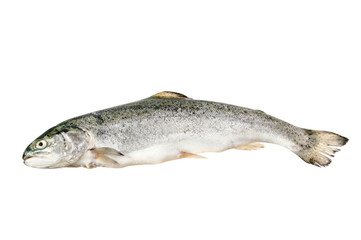Fresh raw trout on white