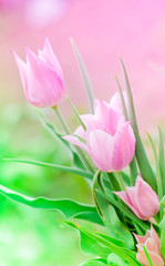 Obraz premium Pink tulips in a bunch