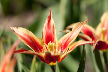 Red and yellow lilly tulip