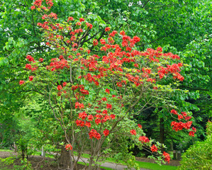 Fototapeta na wymiar Baum mit Blüten