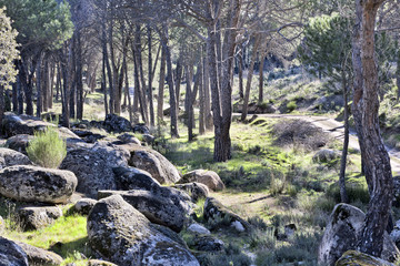 Pinar del Concejo