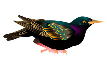 birdy graphics