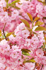 Japanese cherry with blossom
