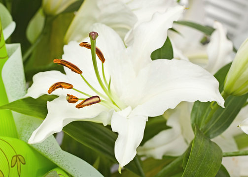 Fototapeta Bouquet from lilies, a flower close up