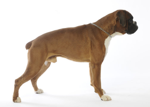 2 308 Best Boxer Chien Images Stock Photos Vectors Adobe Stock