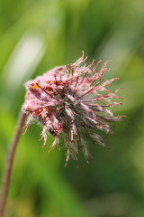 Bach-Nelkenwurz verblüht