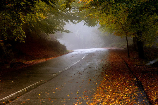 Fototapeta forest road