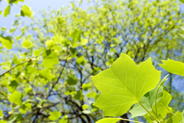 ユリノキの新緑