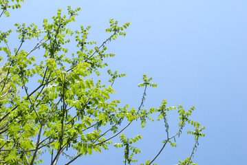 オニグルミの新緑と空