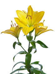 yellow lily