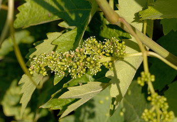 fleurs de vigne