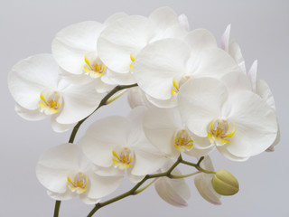 Fototapeta na wymiar White Orchid prawie kompletny