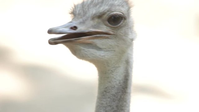 ostrich