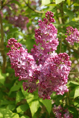 Lilac blossoms  in springtime