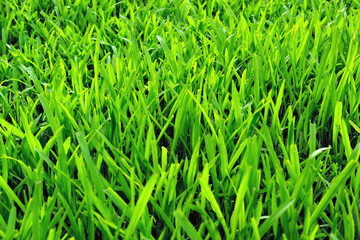 green grass field background