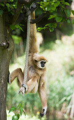 Affe
