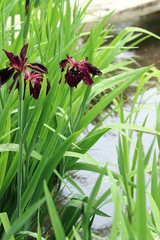 カキツバタ (小石川後楽園)