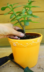 plante verte et terreau
