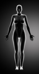 Fototapeta na wymiar Female figure in anatomical position anteriror view