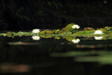 睡蓮 (小石川後楽園)