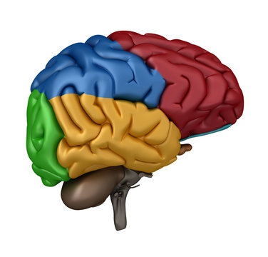 Left Lateral view of the Brain