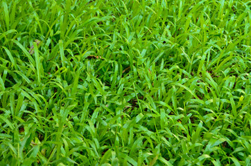 Fresh spring green grass