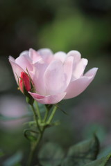 Fototapeta premium バラ (新宿中央公園)