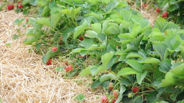 Erdbeerfeld