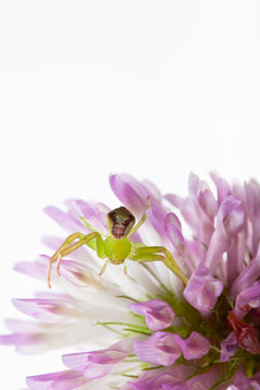 spider[misumenops_tricuspidatus]_006