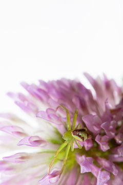 spider[misumenops_tricuspidatus]_004