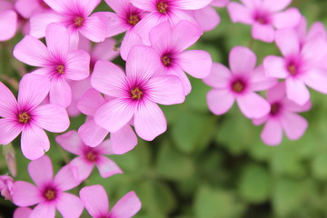 Fototapeta premium ムラサキカタバミの花