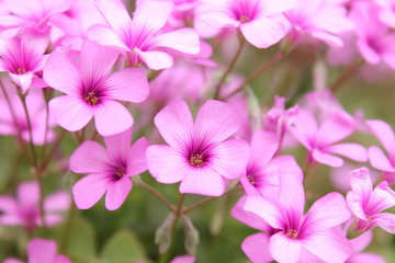 ムラサキカタバミの花