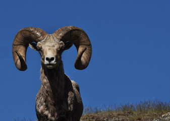 Bighorn Sheep with Blue Sky © bojorgensen