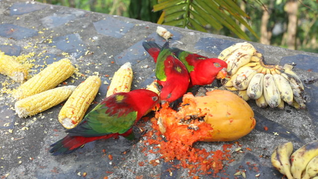 Parrots eat fruit